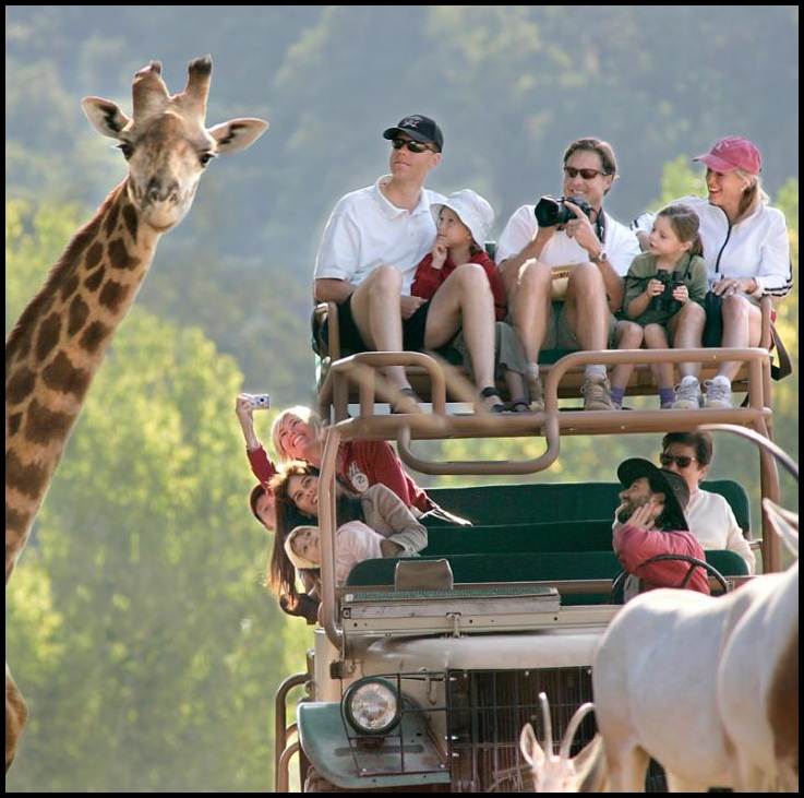 Особенности модной cерии SAFARI Особенности модной cерии SAFARI